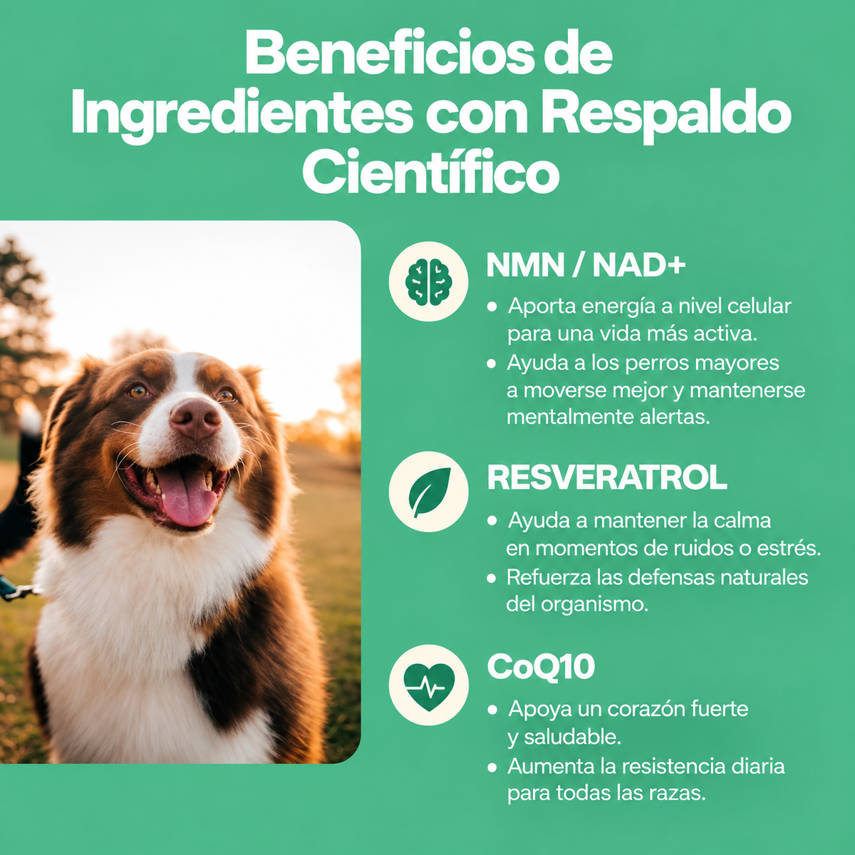 PETPRINT | Multivitamínico Líquido para Perros y Gatos